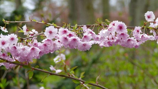 Flowers branch flowering shrub