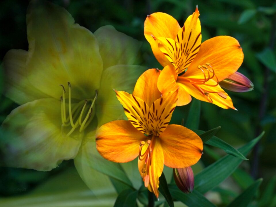 Lilies nature garden