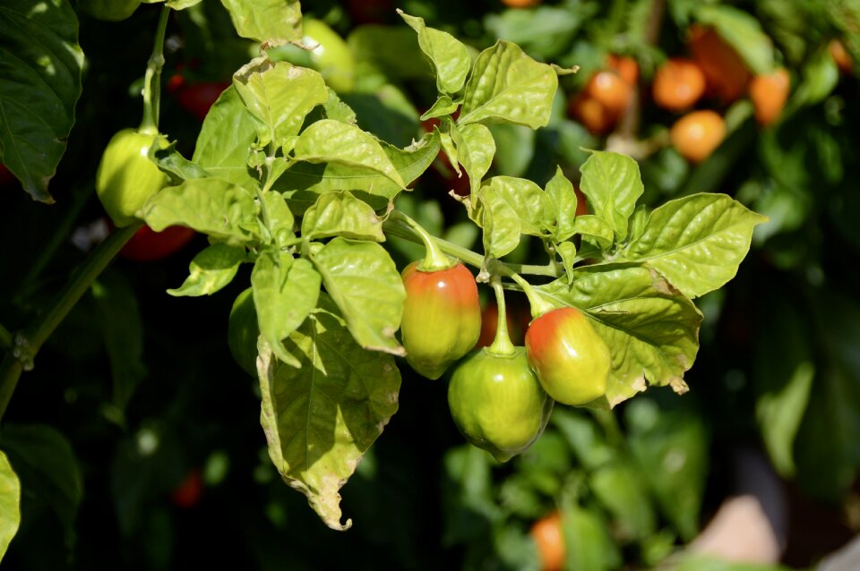 Paprika food vegetables