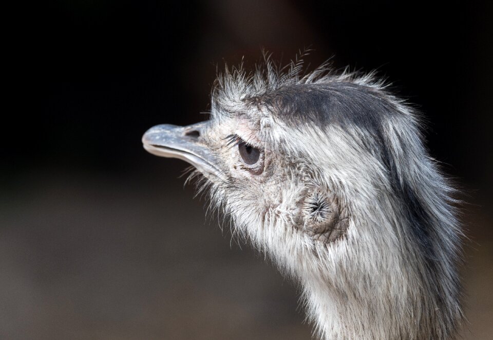 Animal beak head photo