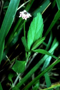 Phyla lanceolata NRCS-3