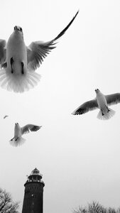 Animals landscape the seagulls