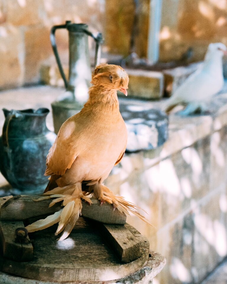 Bird pigeon animal nature