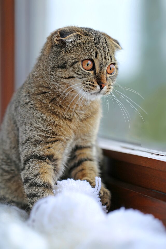 Kitten pompoms wool