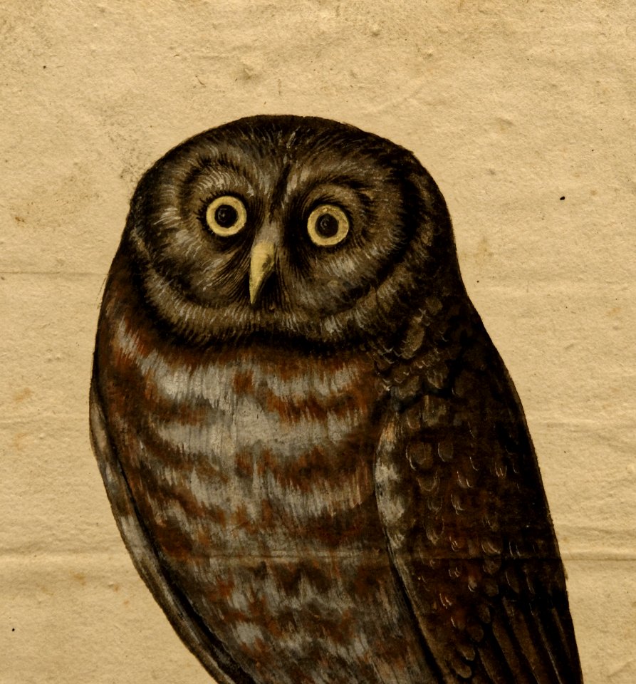 Pierre Eskrich - Athene noctua de Gesner - vers 1554 - zoom