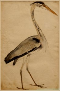 Pierre Eskrich - Héron pourpré (Ardea purpurea)