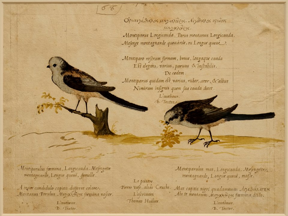 Pierre Eskrich - Mésange à longue queue (Aegithalus caudatus et europaeus)