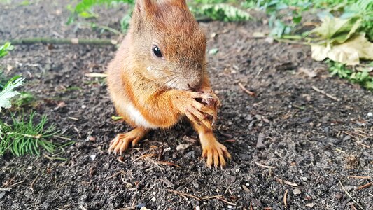 Nature animal sweet