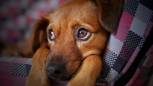 Pet puppy looking photo