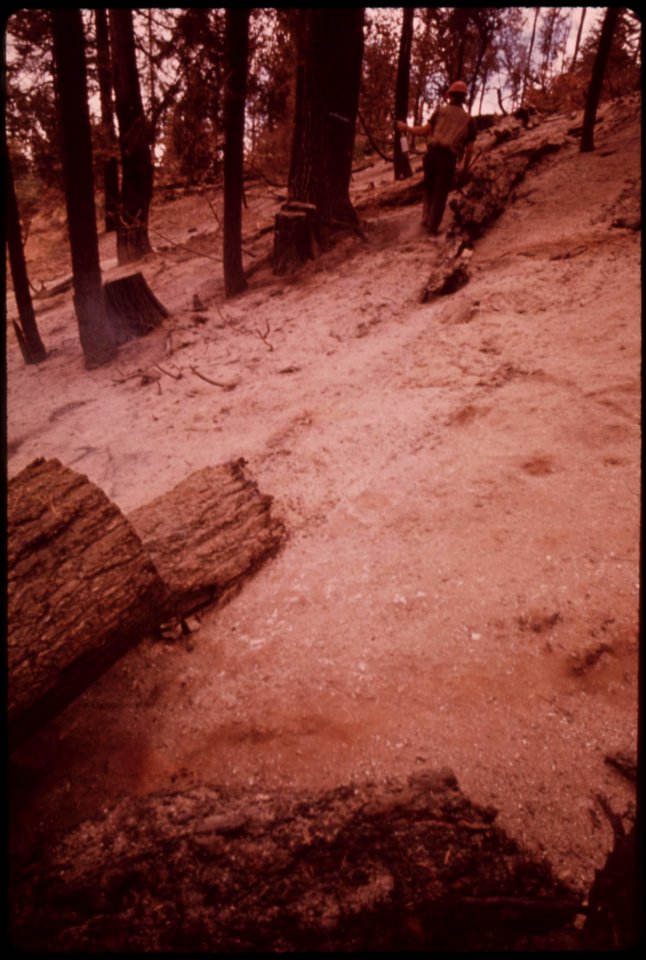 Pickering-foresters-mark-trees-they-think-should-be-left-standing-september-1973 7007046456 o
