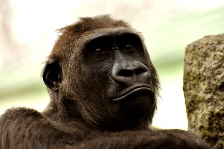 Furry omnivore portrait