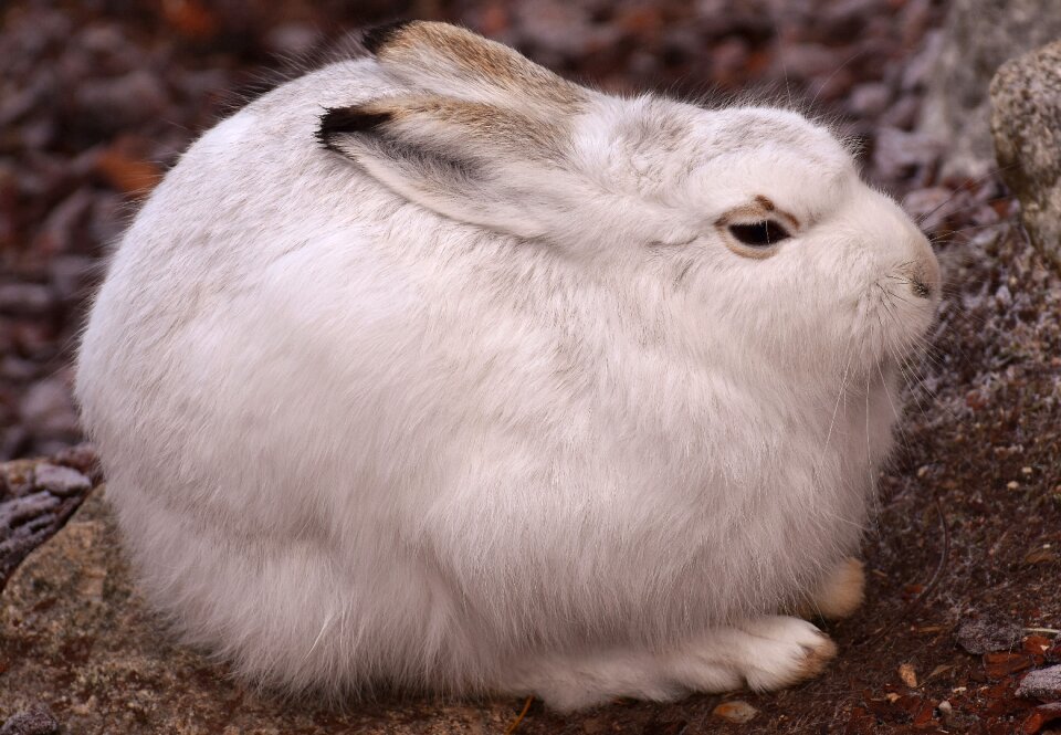 Animal animal world fur
