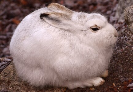 Animal animal world fur