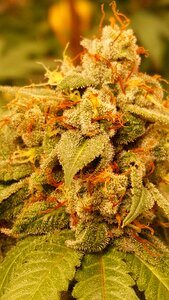 Sweet cheese cannabis grow