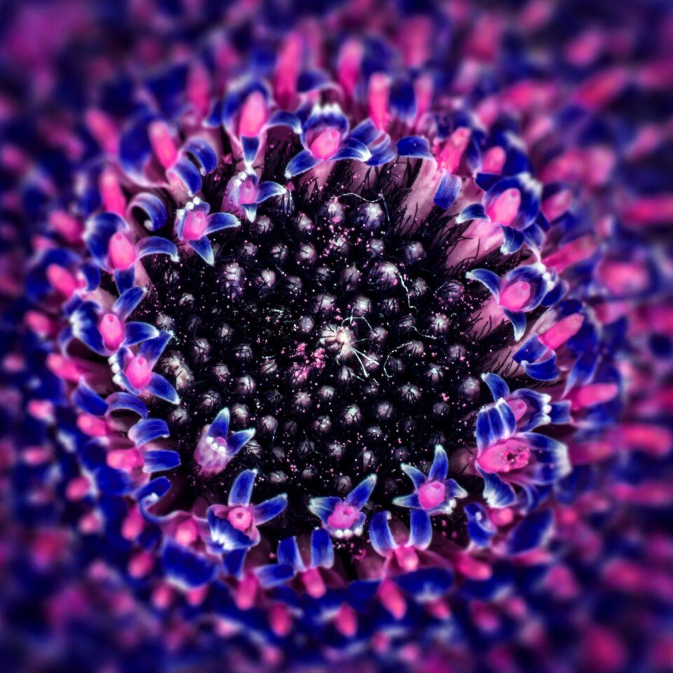Plant flower color