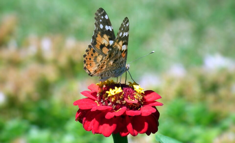 At the court of flower zinnia