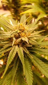 Cannabis grow marihuana