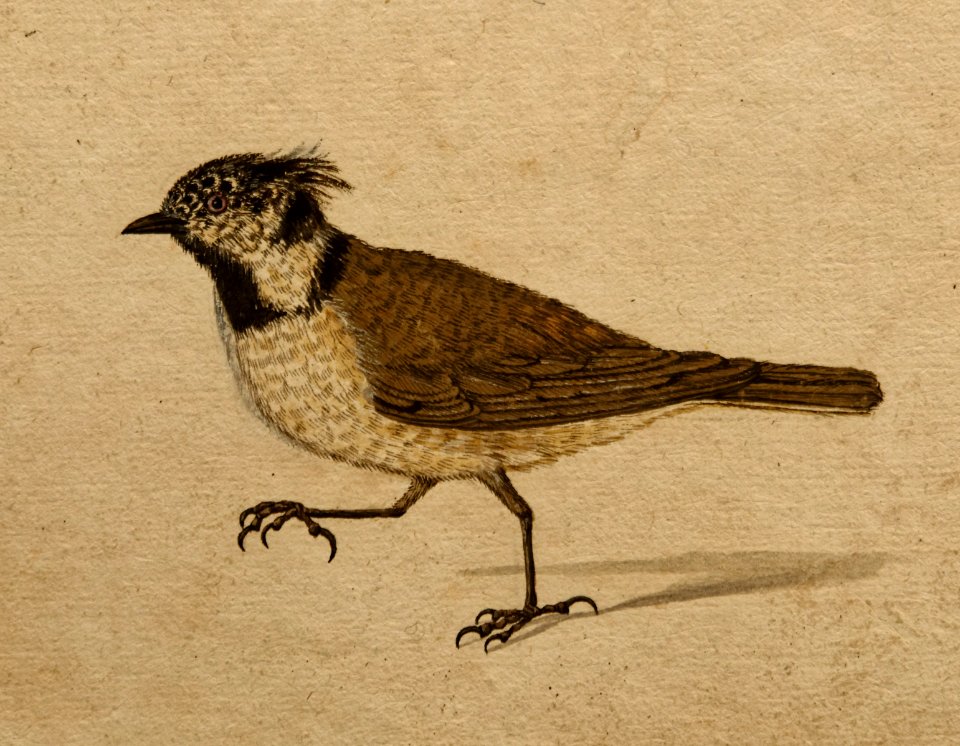 Pierre Eskrich - Mésange huppée (Lophophanes cristatus)