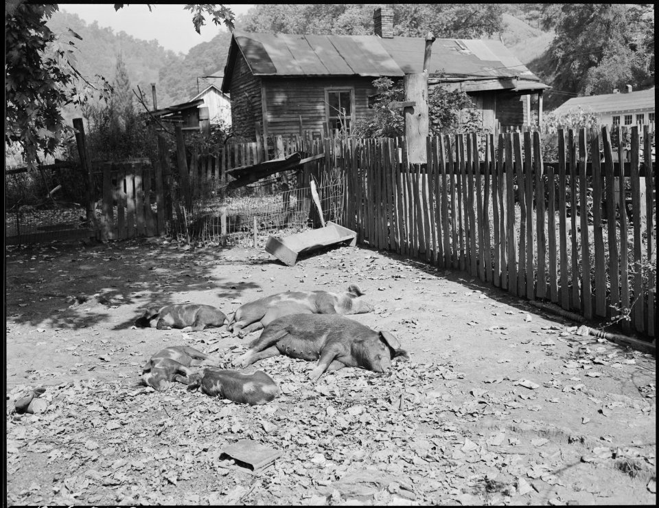 Pigs owned by miner. Cary, Bell County, Kentucky. - NARA - 541169