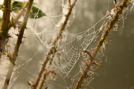 Dew nature morning