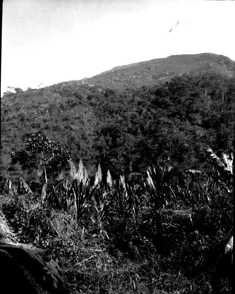 Pilgräs. Vegetationsbild från Mojos. Mojos, Sydamerika. Bolivia - SMVK - 002353