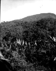 Pilgräs. Vegetationsbild från Mojos. Mojos, Sydamerika. Bolivia - SMVK - 002353