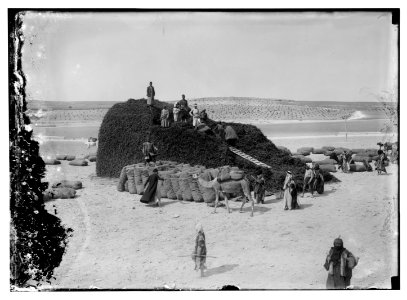 Piling licorice root at Aleppo LOC matpc.06173