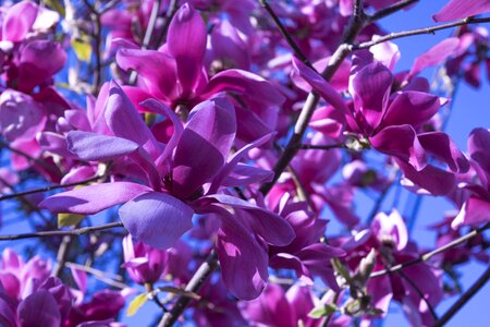 Petal summer magnolia