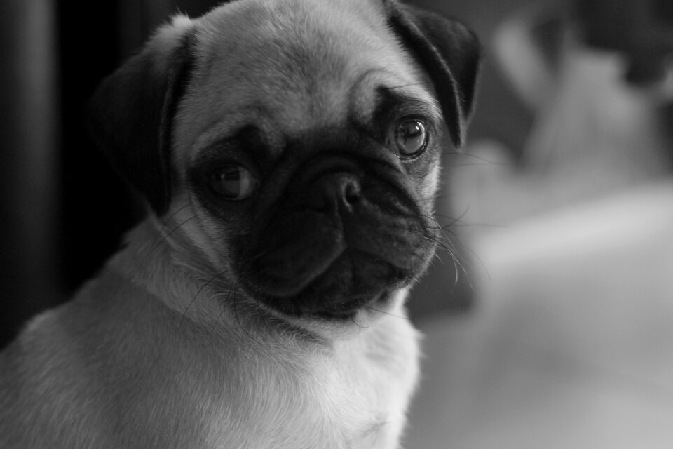 Animal puppy cute