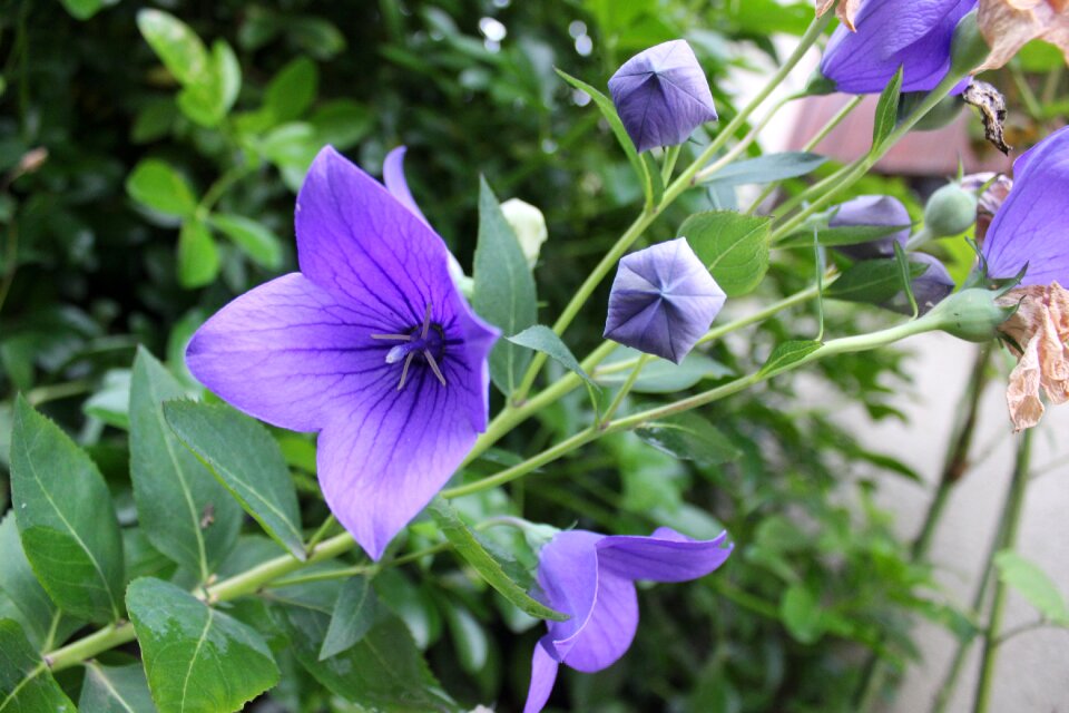 Purple flowers nature purple flower