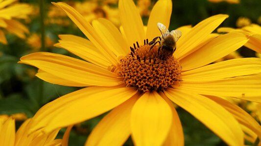Bee yellow nature