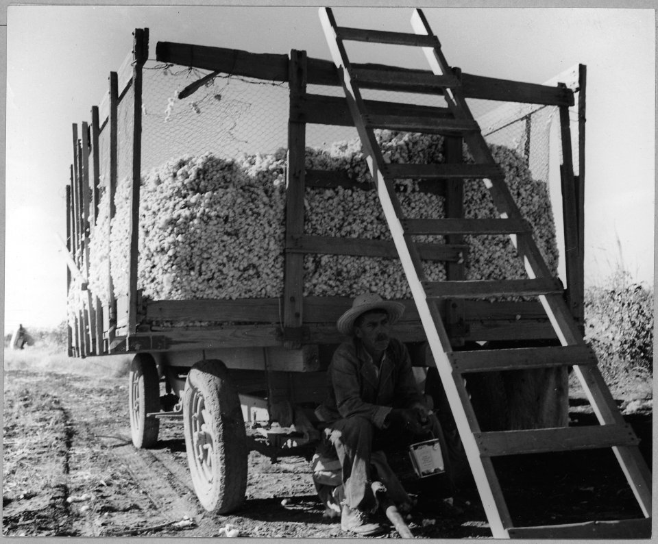 Pima County, Arizona. Mexican cotton picker rests in the shade of the cotton wagon after emptying hi . . . - NARA - 522234