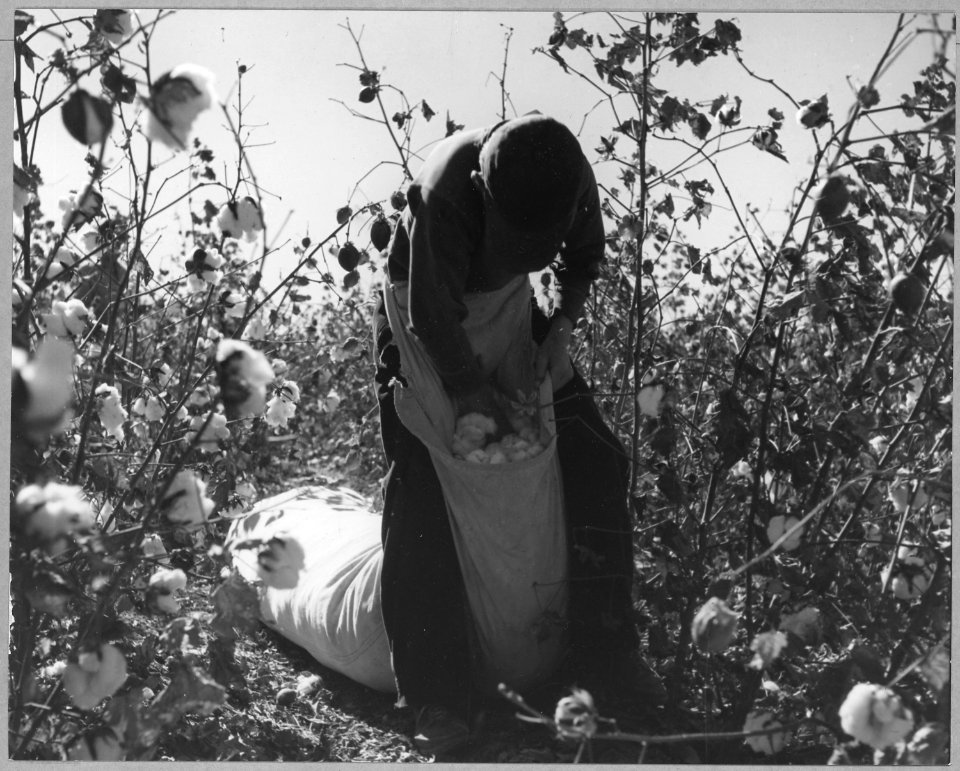 Pinal County, Arizona. Many children work in the cotton fields around Eloy during school hours. - NARA - 522013