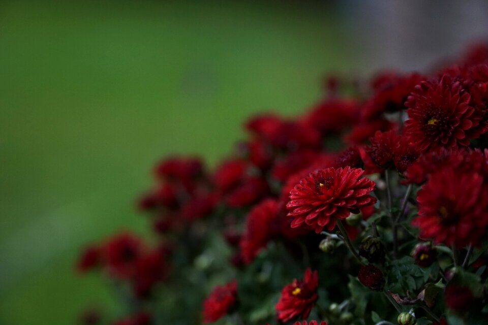 Nature flower garden in the garden photo