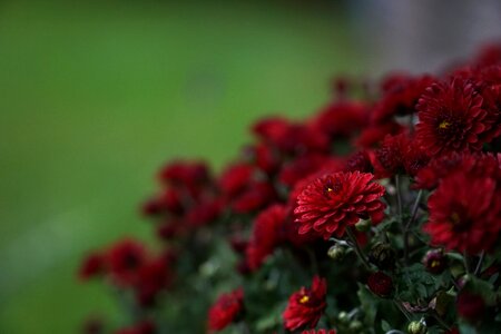 Nature flower garden in the garden