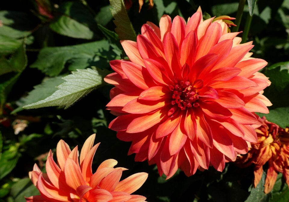 Flower dahlia flower orange