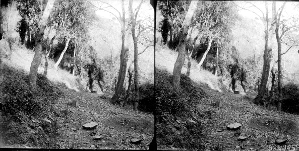 Pins al bosc de Can Borni