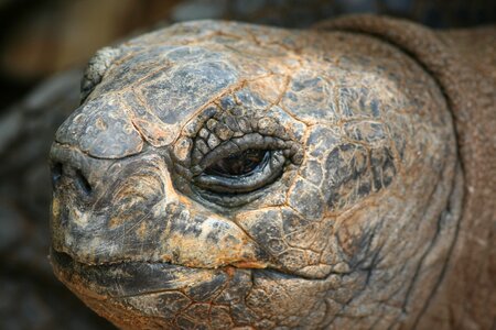 Animal world turtle head photo