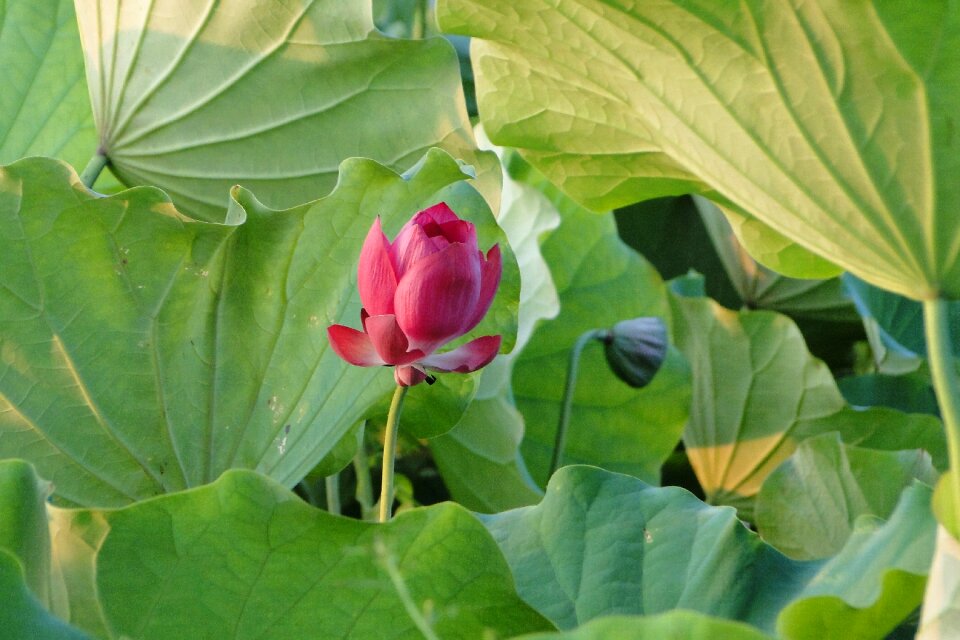 Flower lotus summer