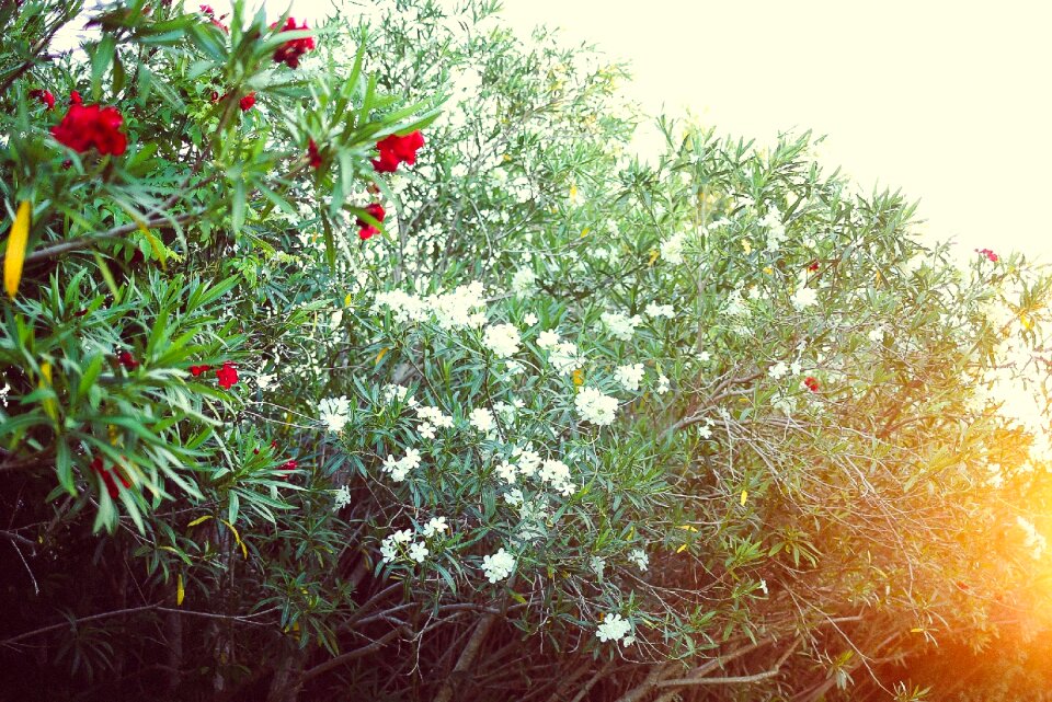 Petal green plants