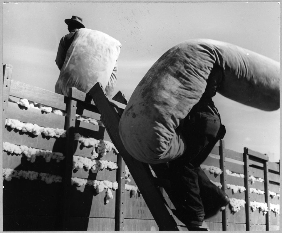 Pinal County, Arizona. At the cotton wagon. Pickers carry their loads to dump - then return to the . . . - NARA - 522193