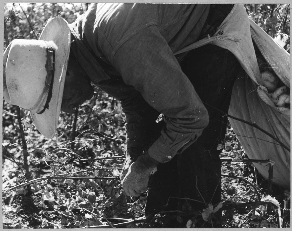 Pinal County, Arizona. Migratory cotton picker working in the field. - NARA - 522012