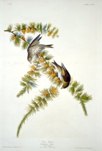 Pine finch (-180) LCCN2002718912