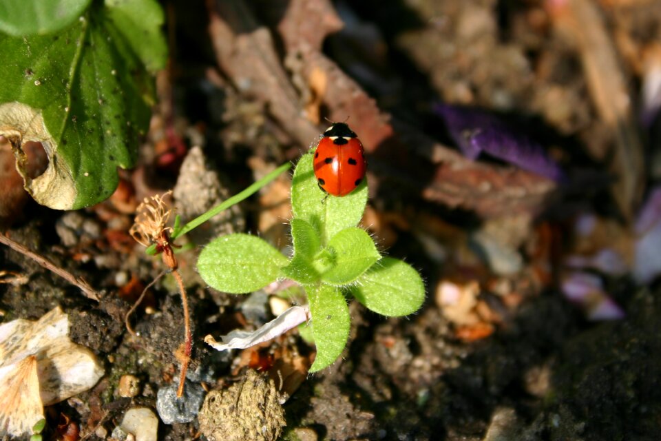 Insect garden close up photo