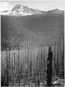 Pine trees, snow covered mountains in background, Burned area, Glacier National Park, Montana. (vertical orientation), - NARA - 519858