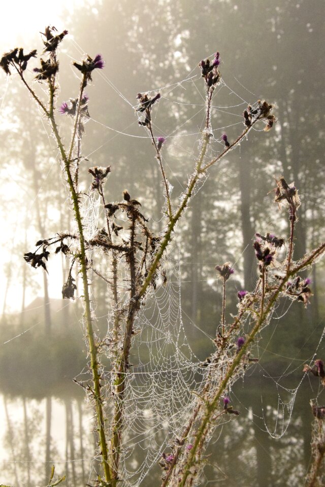Dew drops of water reflection