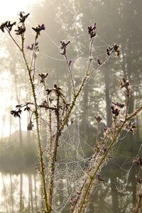 Dew drops of water reflection