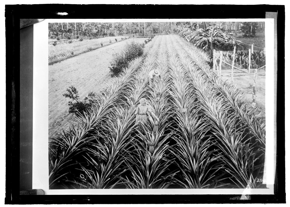Pineapples growing in Cuba LCCN2016821477