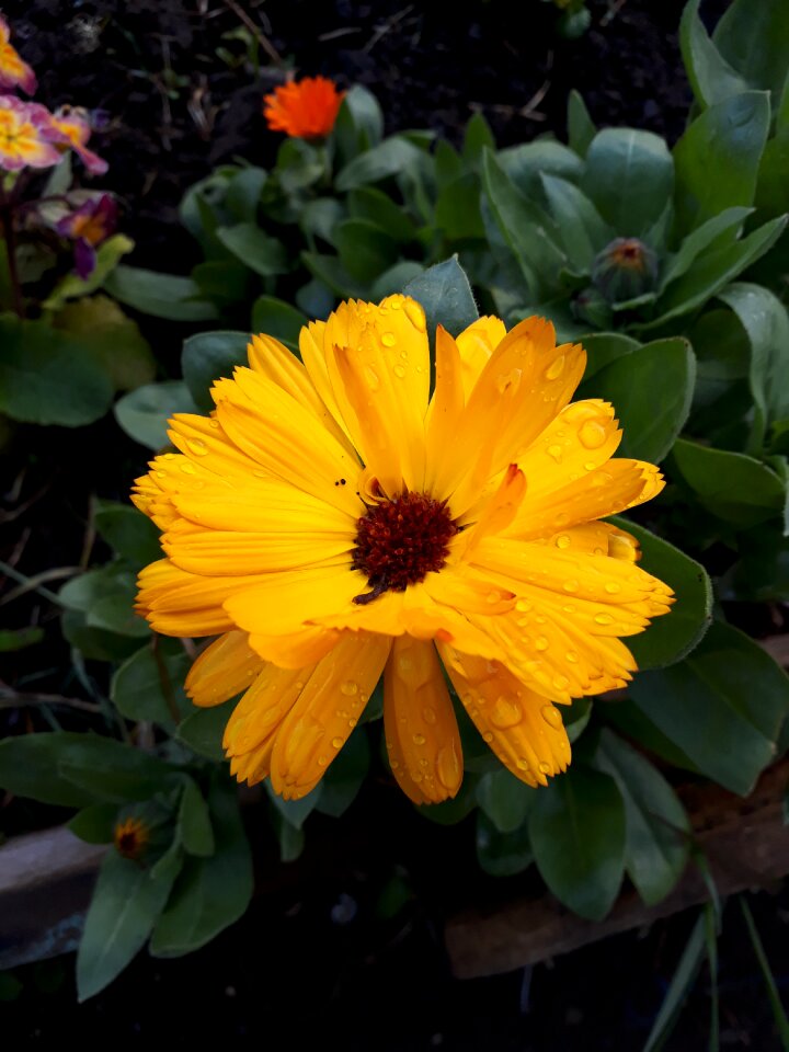 Nature flower water