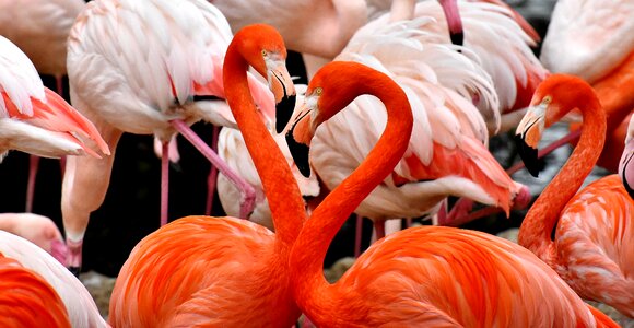 Feather pride tierpark hellabrunn